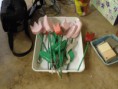 /album/comenius-tychy-5-11-2013/pb050479-jpg/